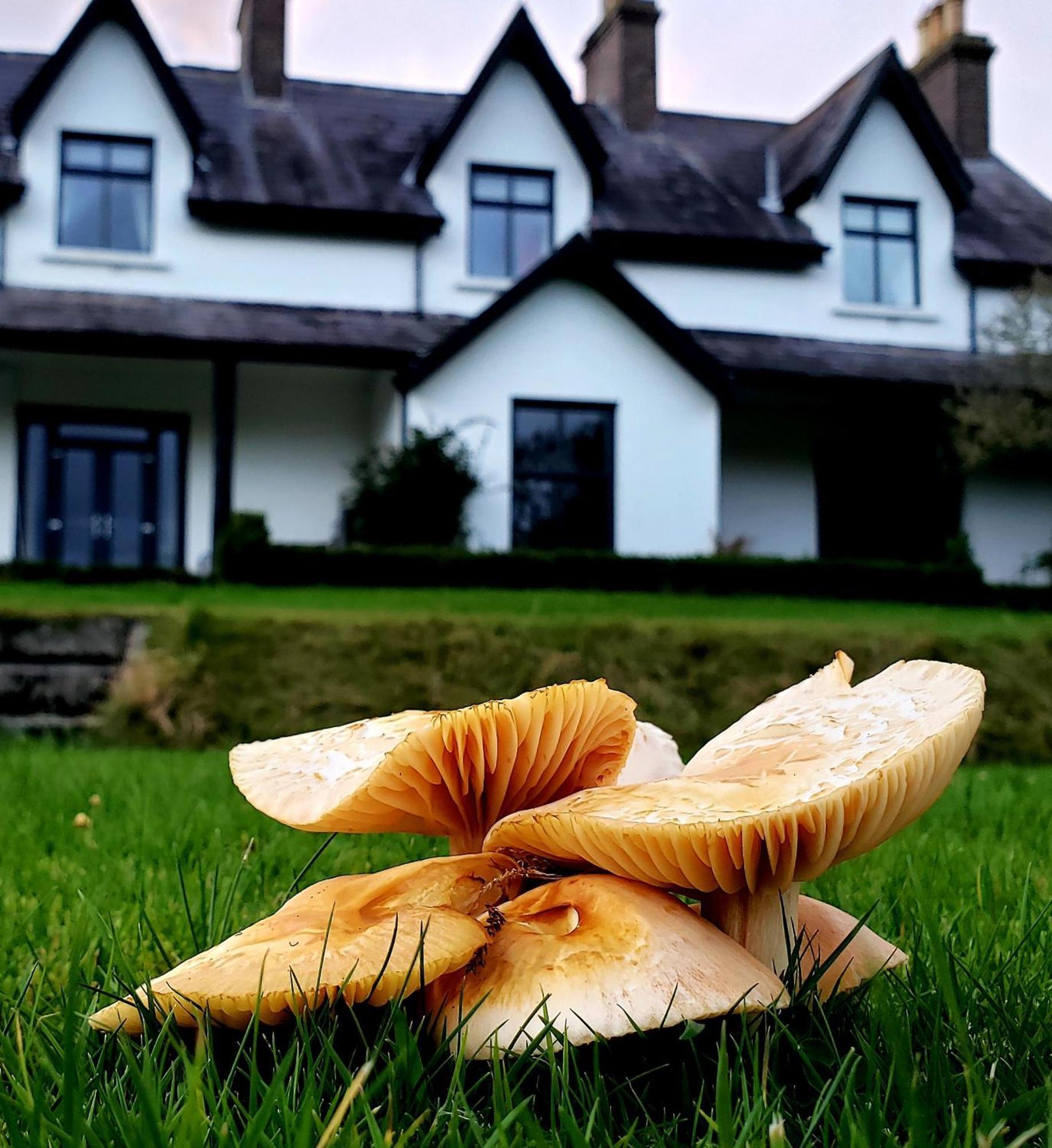 Bryansford Cottage Exterior foto